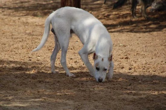 Adopta
