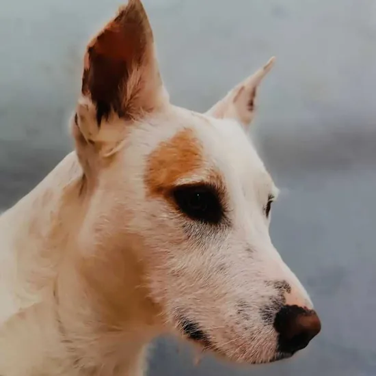 Adopta