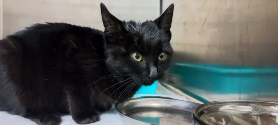 Adopta