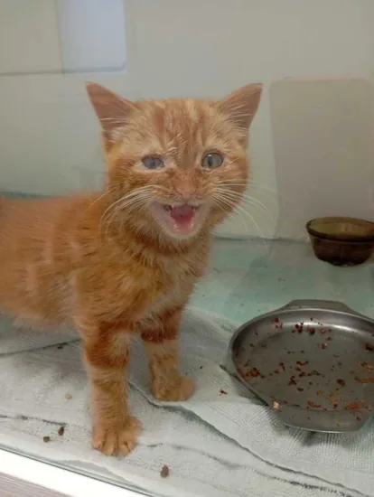 Adopta