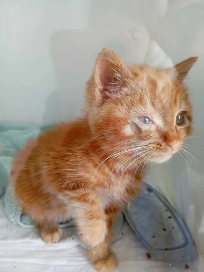 Adopta