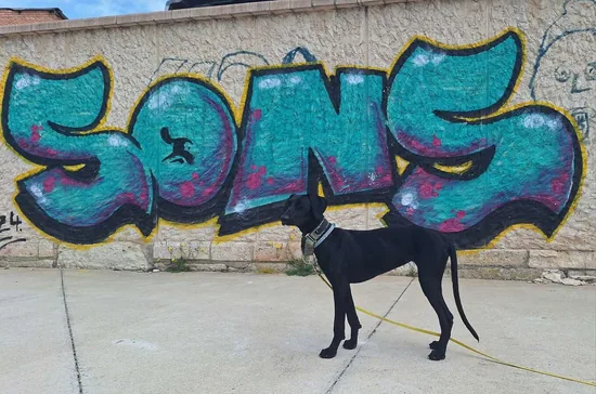 Adopta