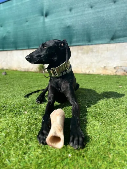 Adopta