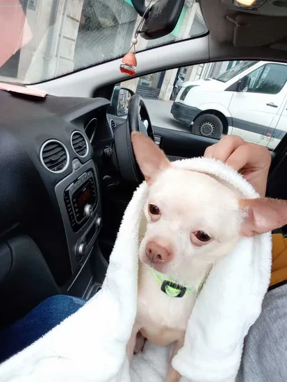 Adopta