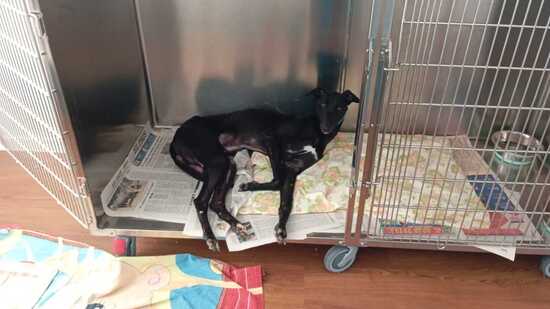 Adopta