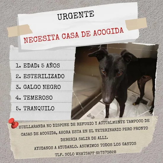 Adopta