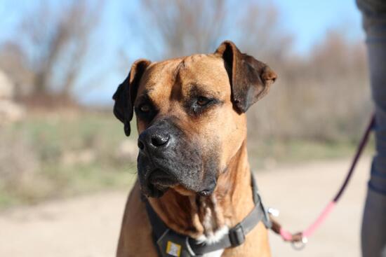 Adopta