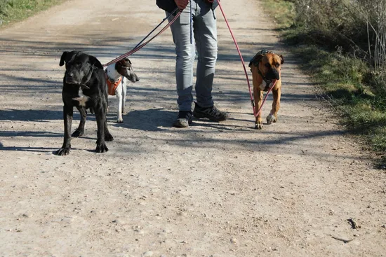 Adopta