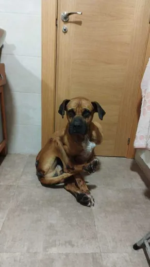 Adopta