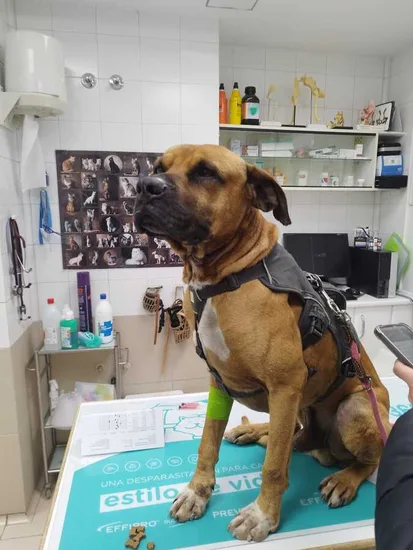 Adopta