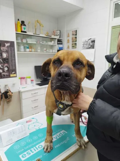 Adopta