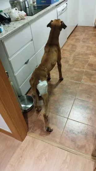 Adopta
