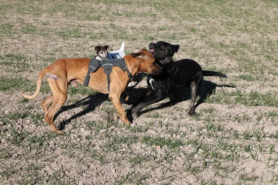 Adopta