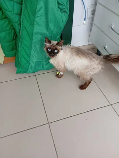 Adopta