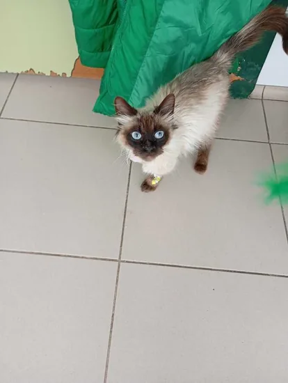 Adopta