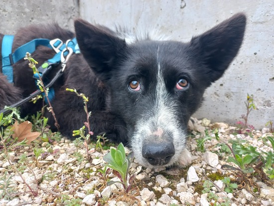 Adopta
