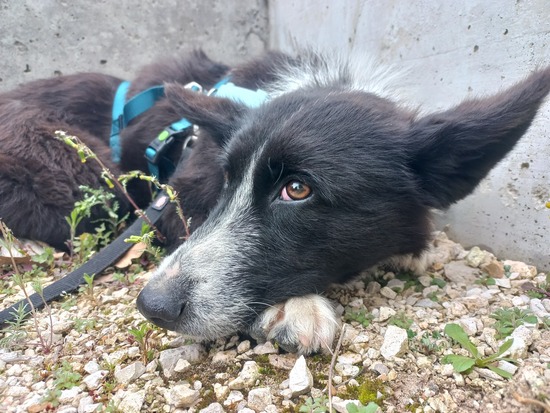 Adopta
