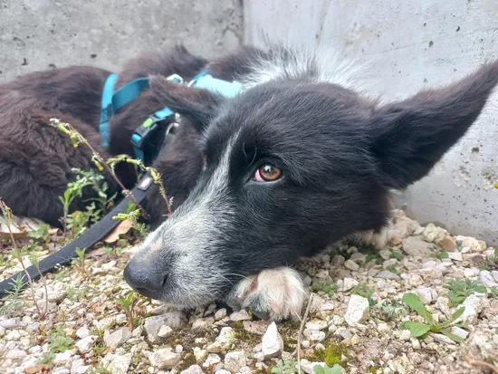 Adopta