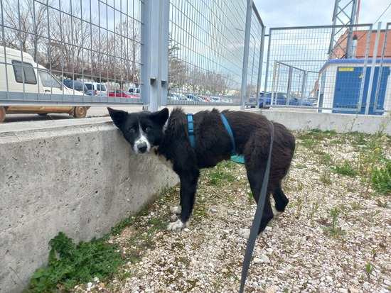 Adopta