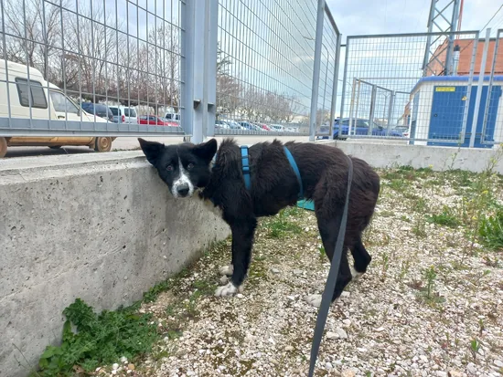 Adopta