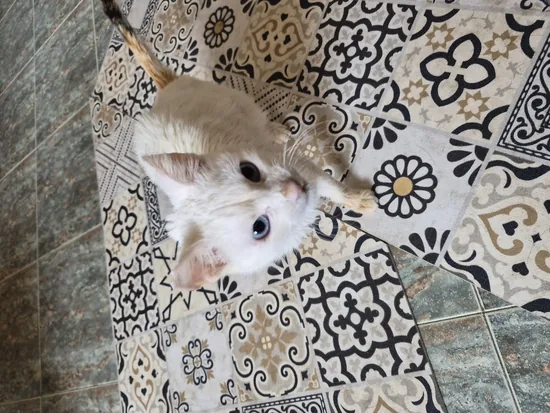 Adopta