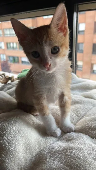 Adopta