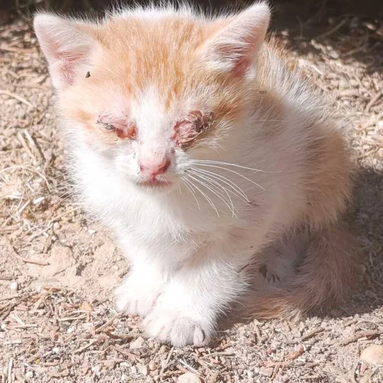 Adopta
