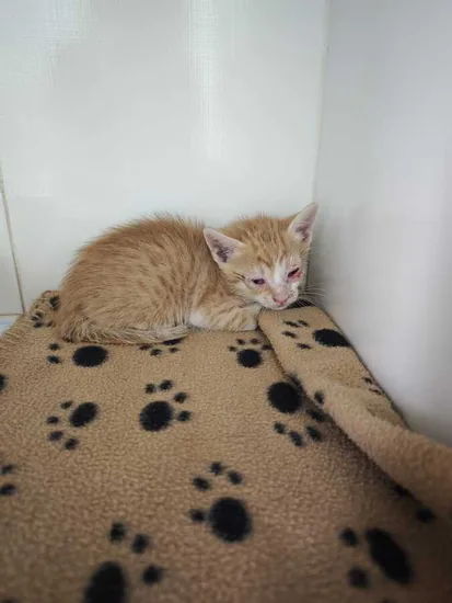 Adopta